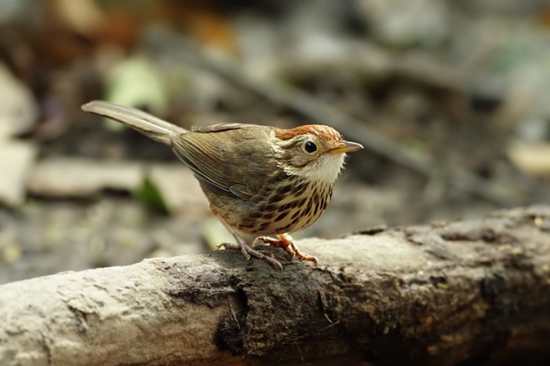 Puff-throated Babbler