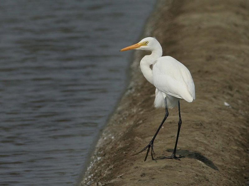 Intermediate Egret