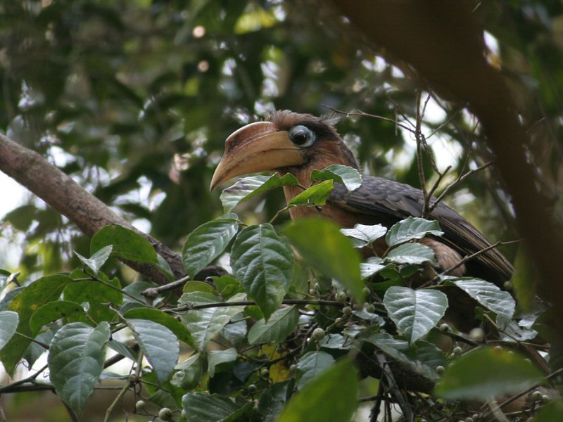 Rusty-cheeked  Hornbill (Brown Hornbill, ticelli)