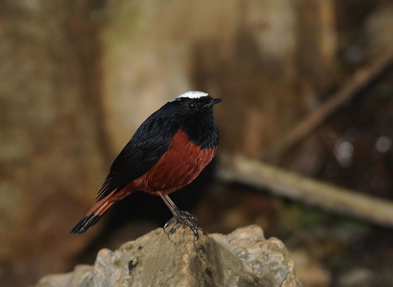 River Chat (White-capped Redstart)