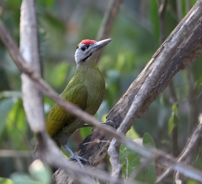 Grey-headed Woodpecker, male