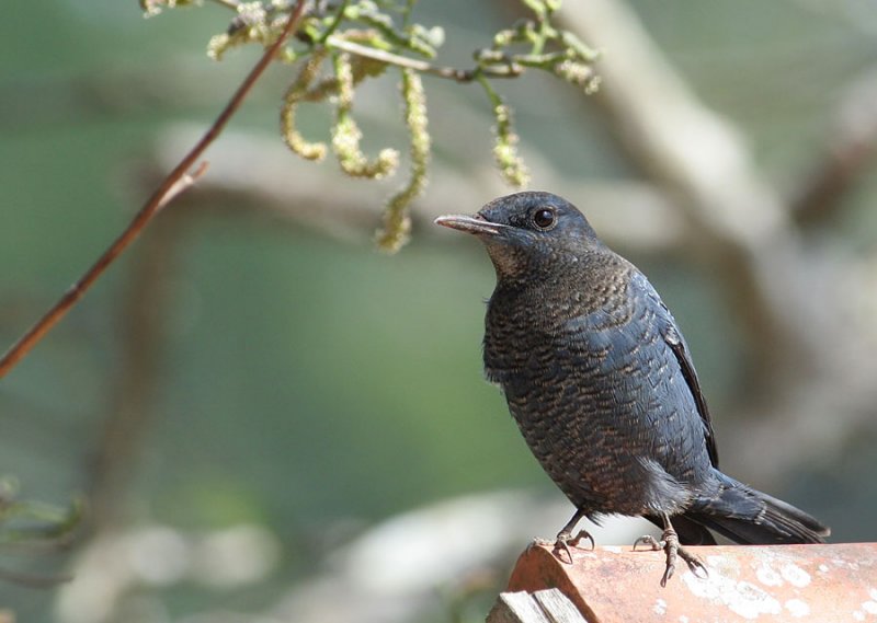 Blue Rock Thrush