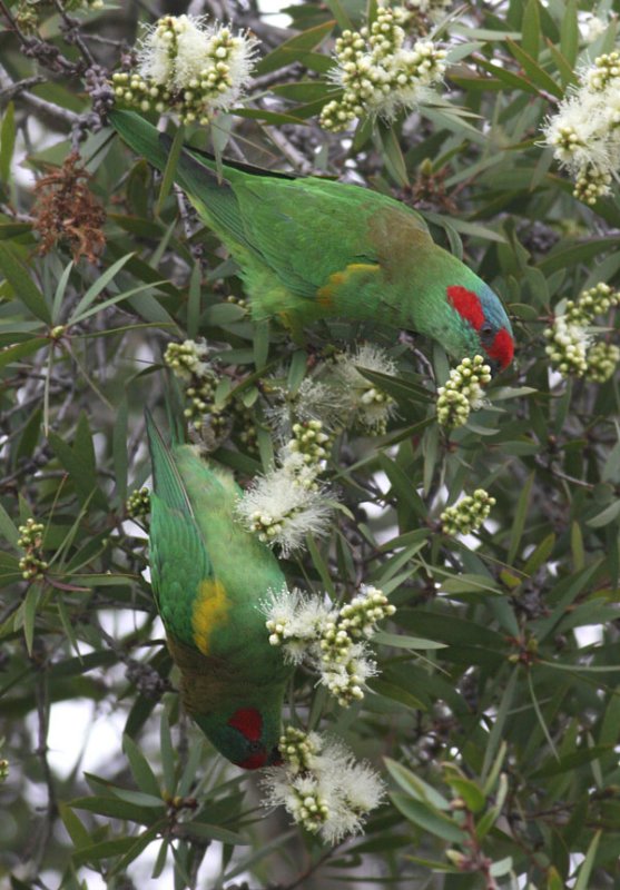 Musk Lorikeet