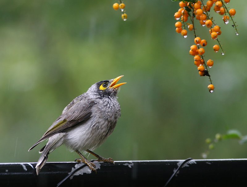 Noisy Miner