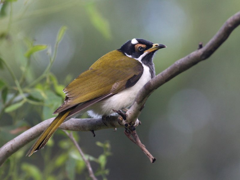 Blue-faced Honeyeater, immature