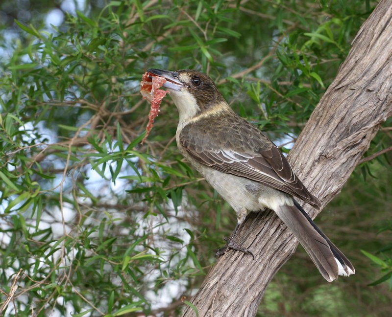 Grey Butcherbird, female