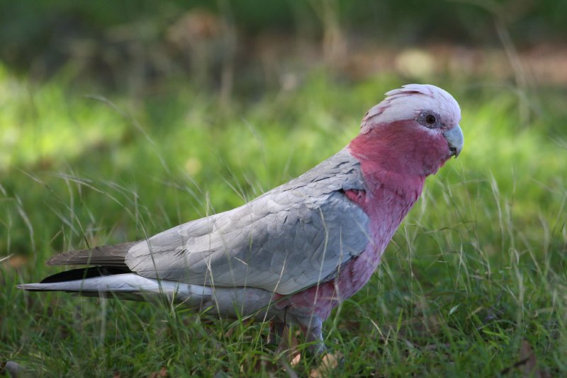 Galah