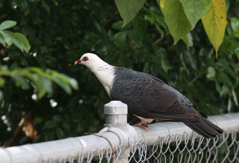 White-headed Pigeon