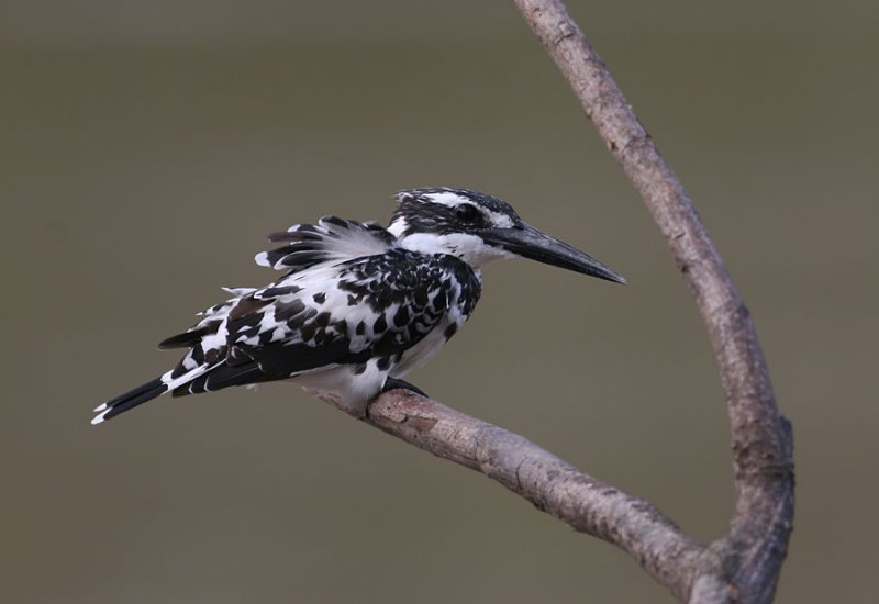 Pied Kingfisher