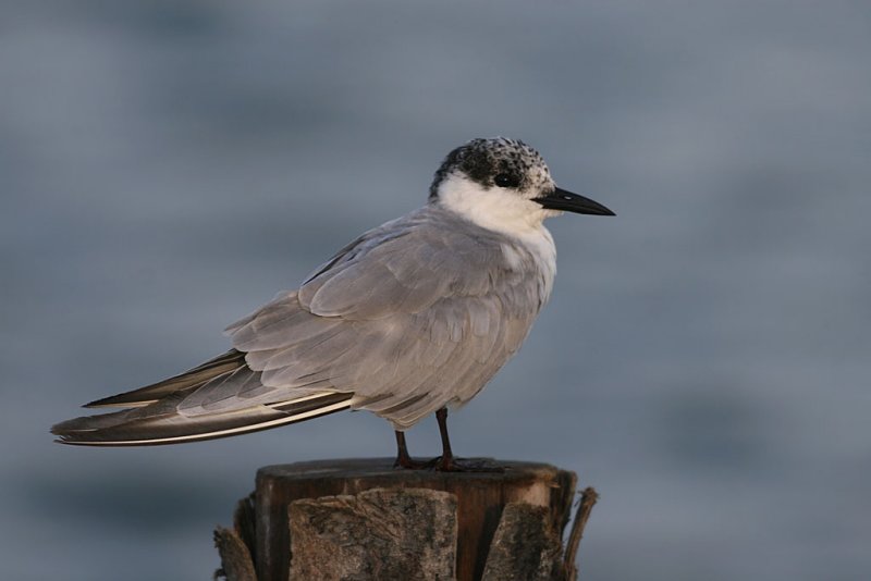 Whiskered Tern