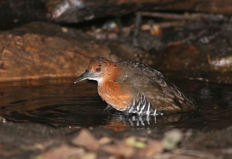 Slaty-legged Crake