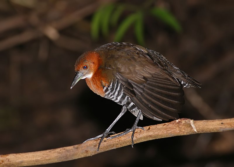 Slaty-legged Crake