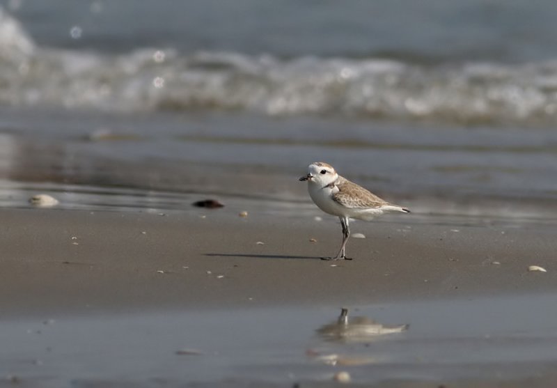 White-faced Plover