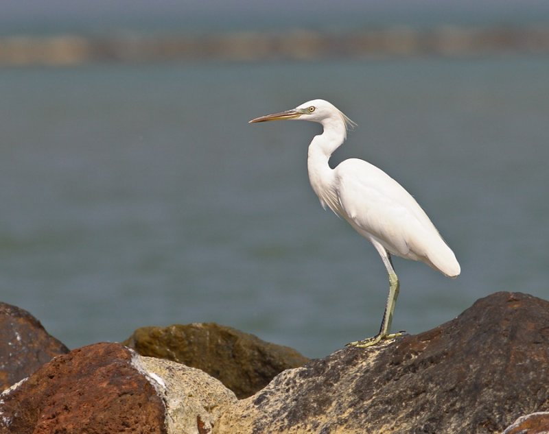 Chinese Egret