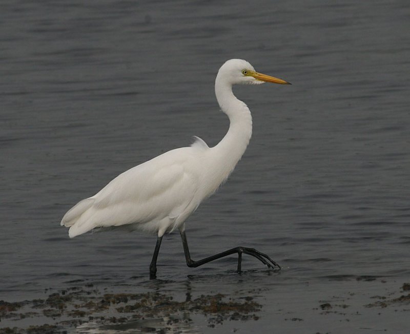 Intermediate Egret