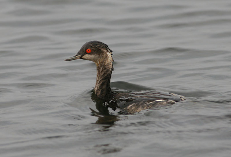 Black-necked Grebe