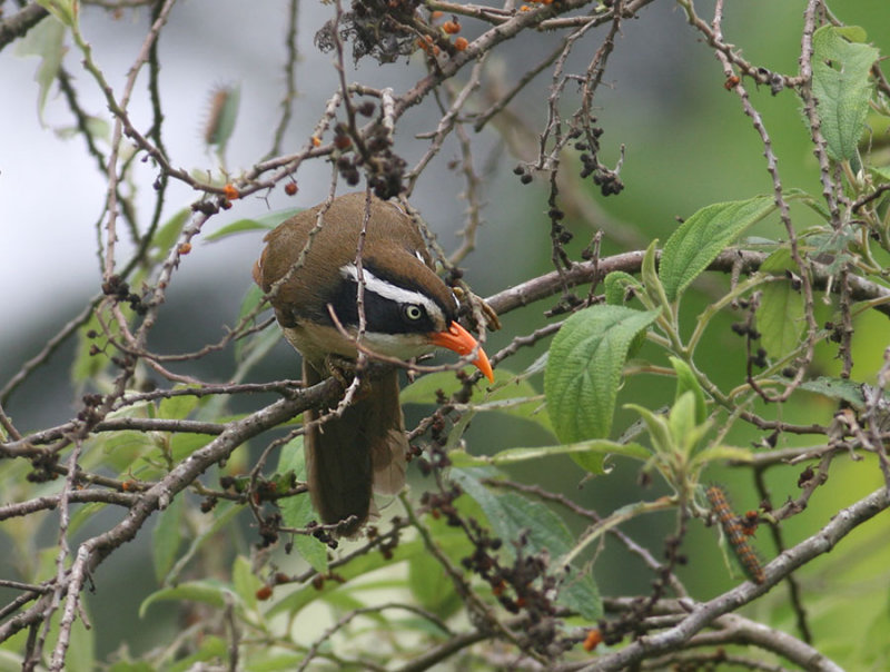 Coral-billed Scimitar Babbler