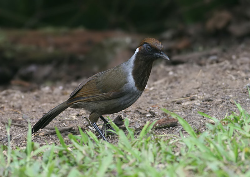 White-necked Laughingthrush