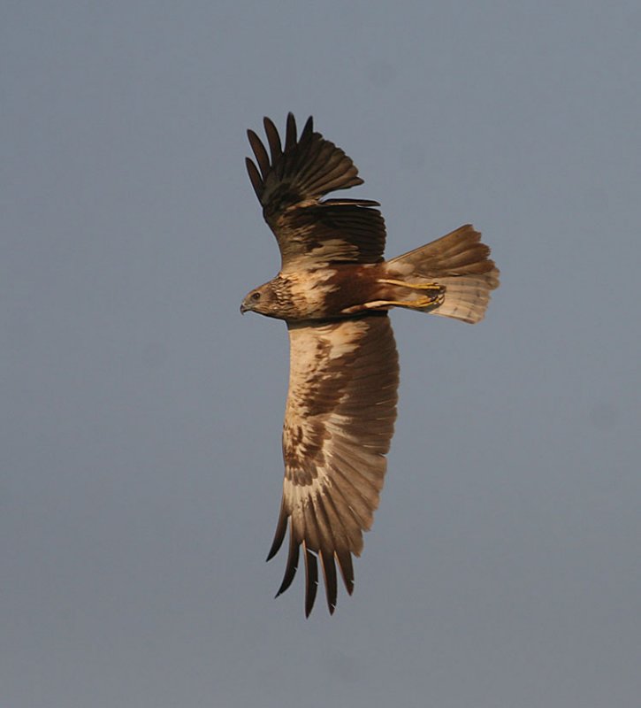 Eastern Marsh Harrier, (Circus aeruginosus)