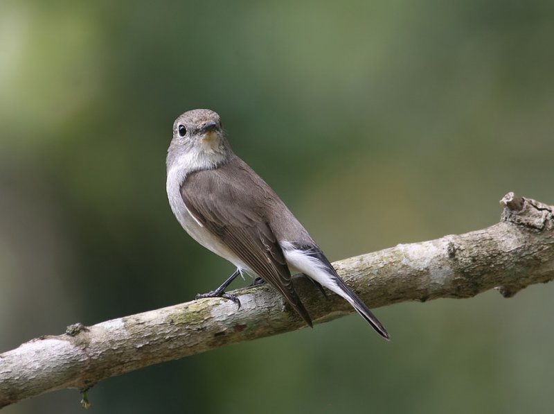 Taiga Flycatcher