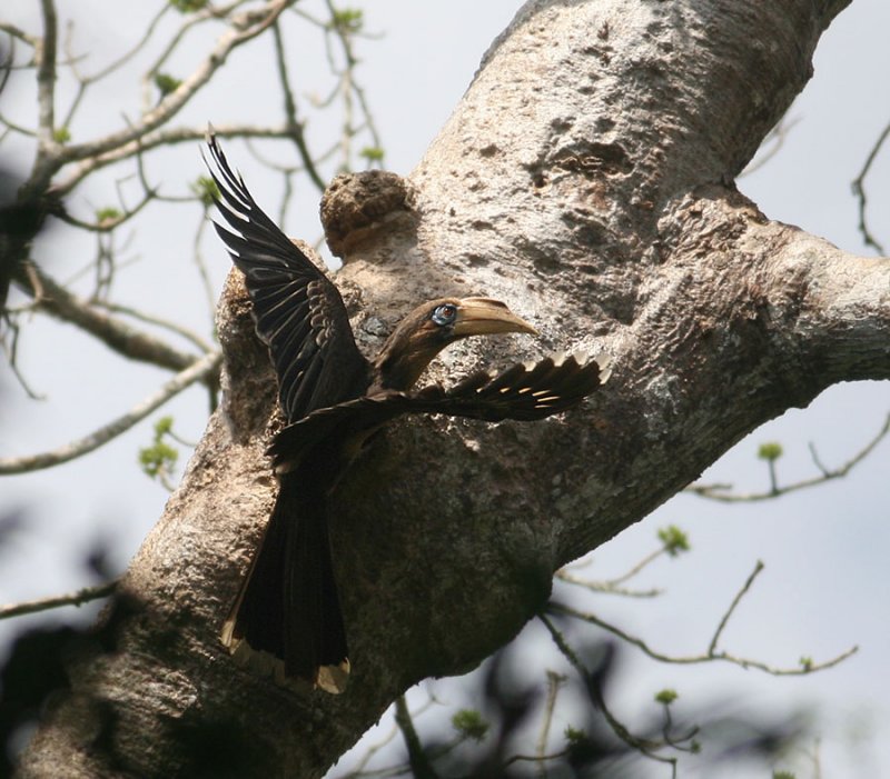 Rusty-cheeked Hornbill (Brown Hornbill)