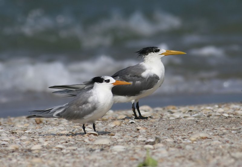 Lesser and Greater Crested Terns