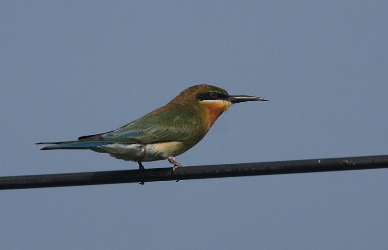 Blue-tailed Bee-eater