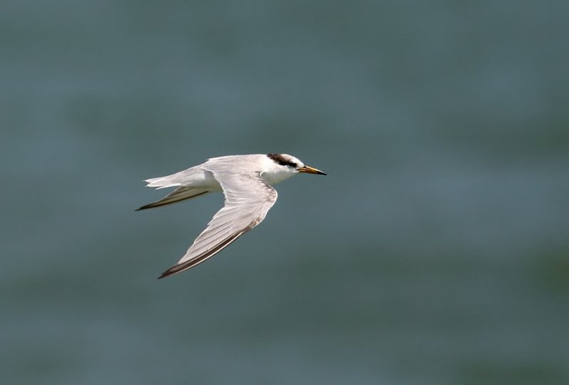 Little Tern