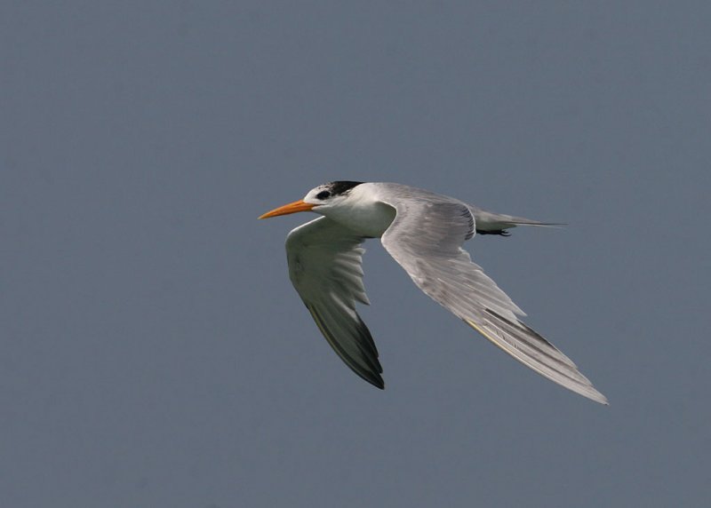 Lesser Crested Tern