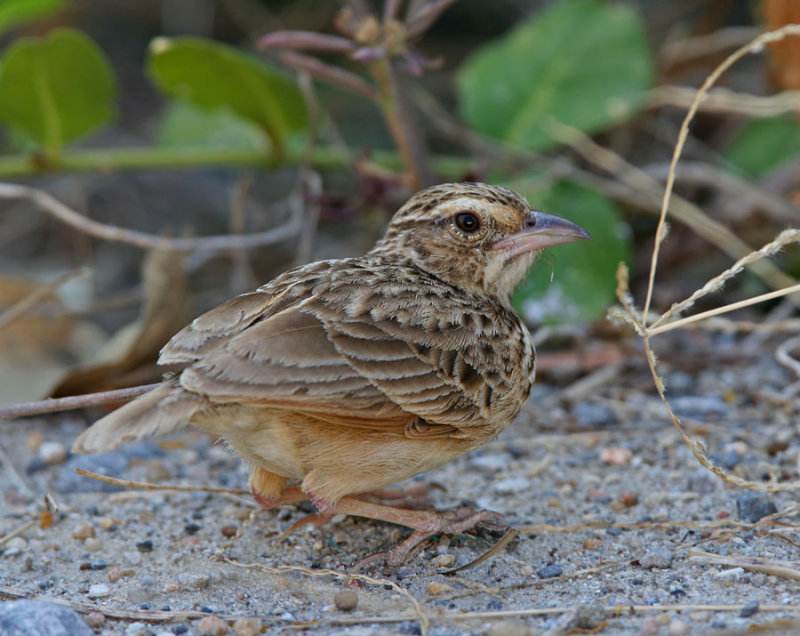 Indo-chinese Bushlark