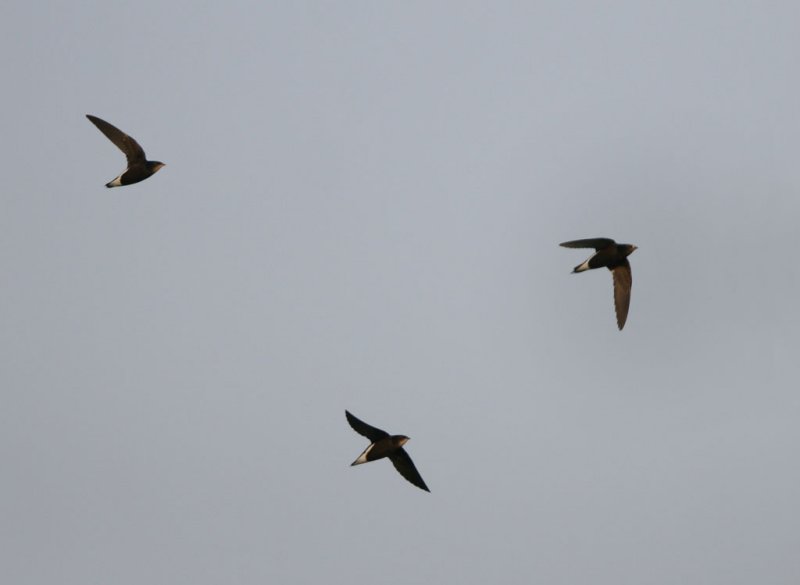 Silver-backed Needletail
