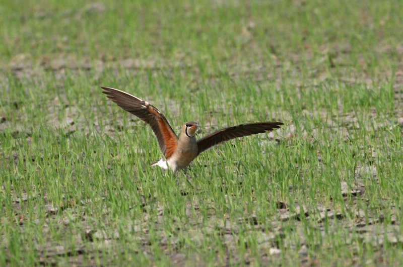 Oriental Pratincole