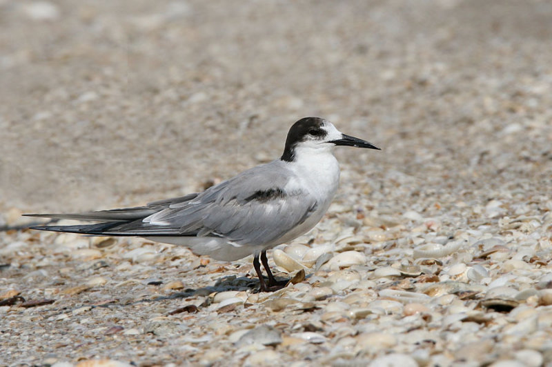 Common Tern