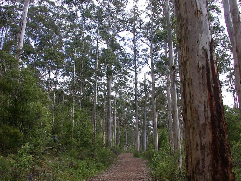 Karra forest