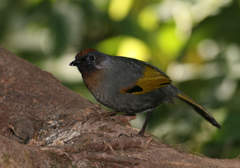 Silver-eared Laughingthrush (Chestnut-crowned)