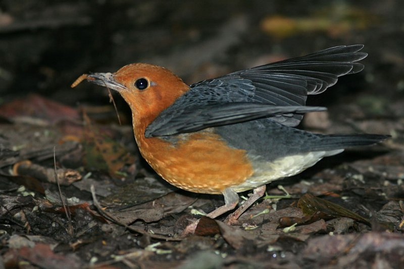 Orange-headed Thrush