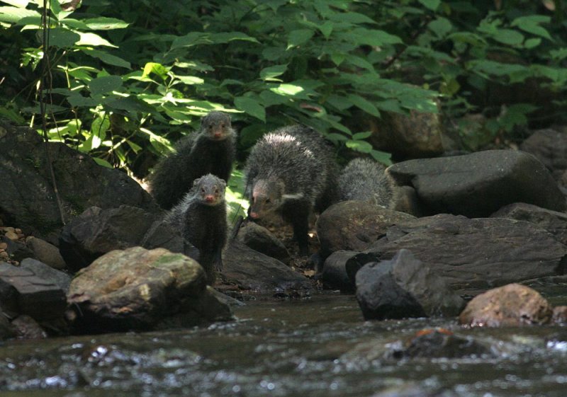 Crab-eating Mongoose