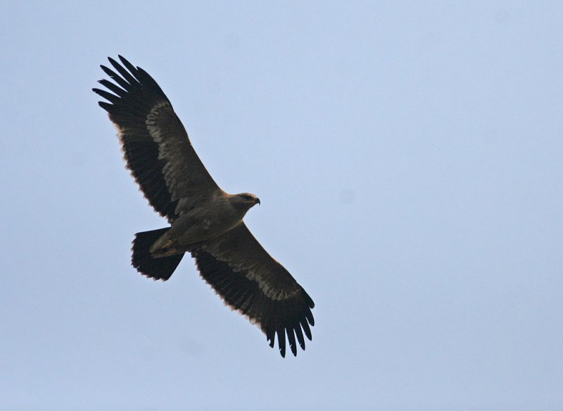 Steppe Eagle