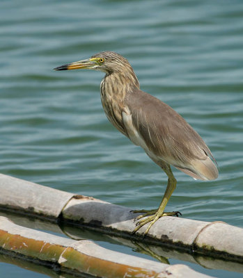 Javan Pond Heron