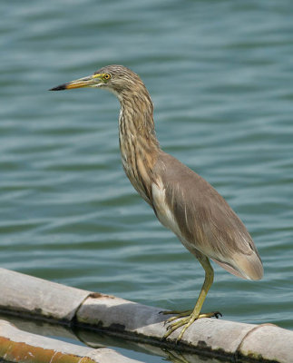 Javan Pond Heron