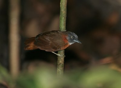 Grey-headed Babbler