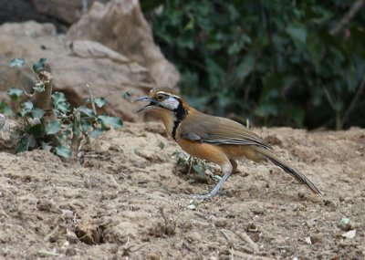 Greater Necklaced Laughingthrush