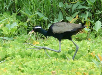 Bronze-winged Jacana
