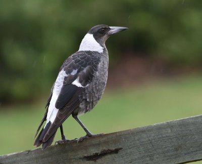 Australian Magpie, immature