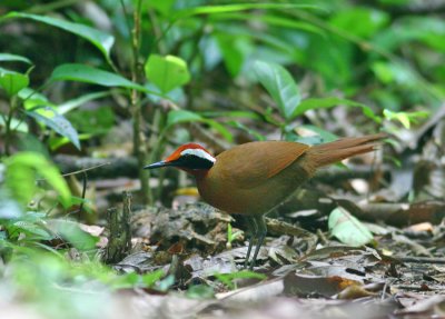 Malaysian Rail Babbler