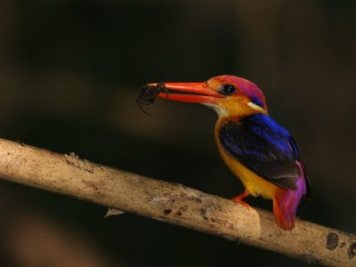 Black-backed Kingfisher