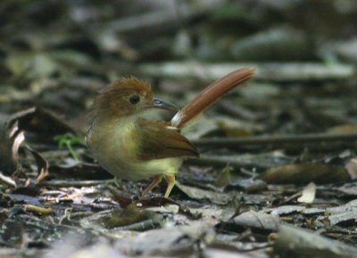 Ferruginous Babbler