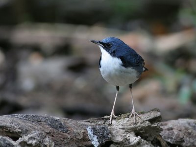 g3/90/590590/3/112608367.Vd6T7xY7.jpg