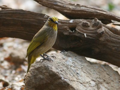 Stripe-throated Bulbul