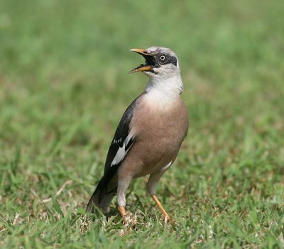 Vinous-breasted Starling